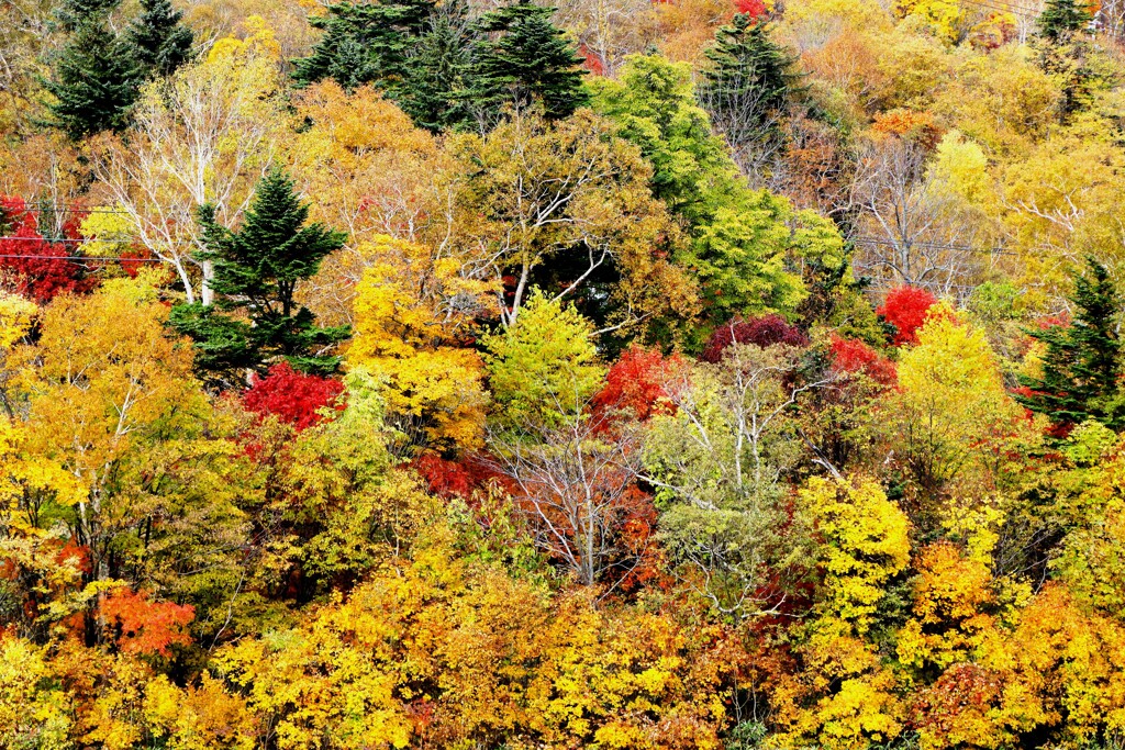 手稲山紅葉