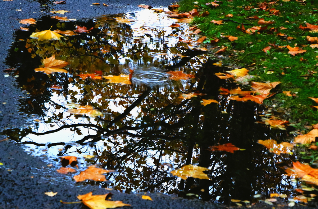 晩秋（冷たい雨）