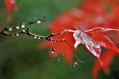 秋、冷たい雨