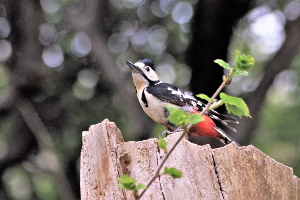 巣出来たのに嫁どこへ～