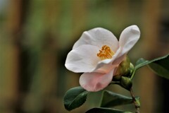 椿咲く春なのに♪