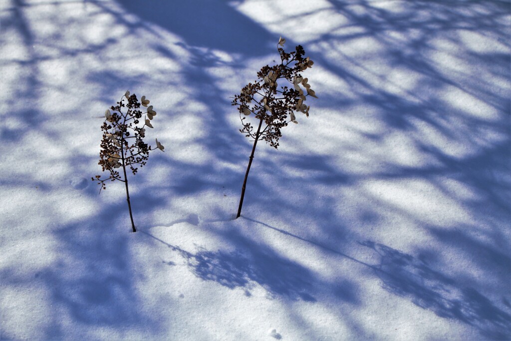 白雪に潜みし影