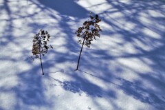 白雪に潜みし影