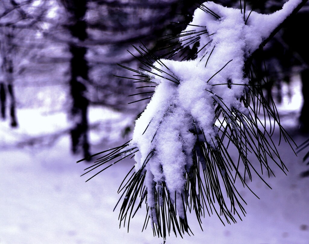 千本針と雪（松）