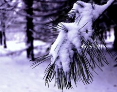 千本針と雪（松）