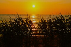 夕日