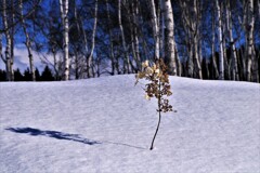 冬の枯れ花