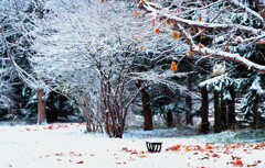雪がやってきた