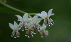 フウセントウワタの花