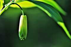 ホウチャクソウ