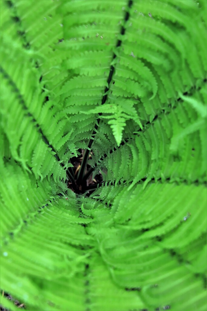 クサテツのブラックホ－ル