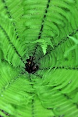 クサテツのブラックホ－ル