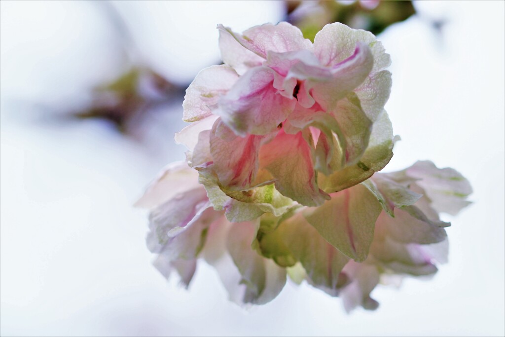 ギョイコウ（御衣黄）