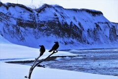 仲良し(夫婦？）