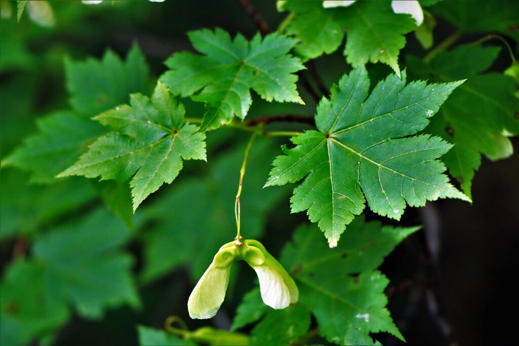 秋の準備(カエデ）
