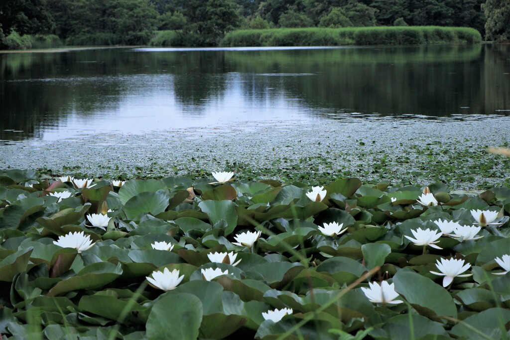 まだ楽しめる睡蓮池