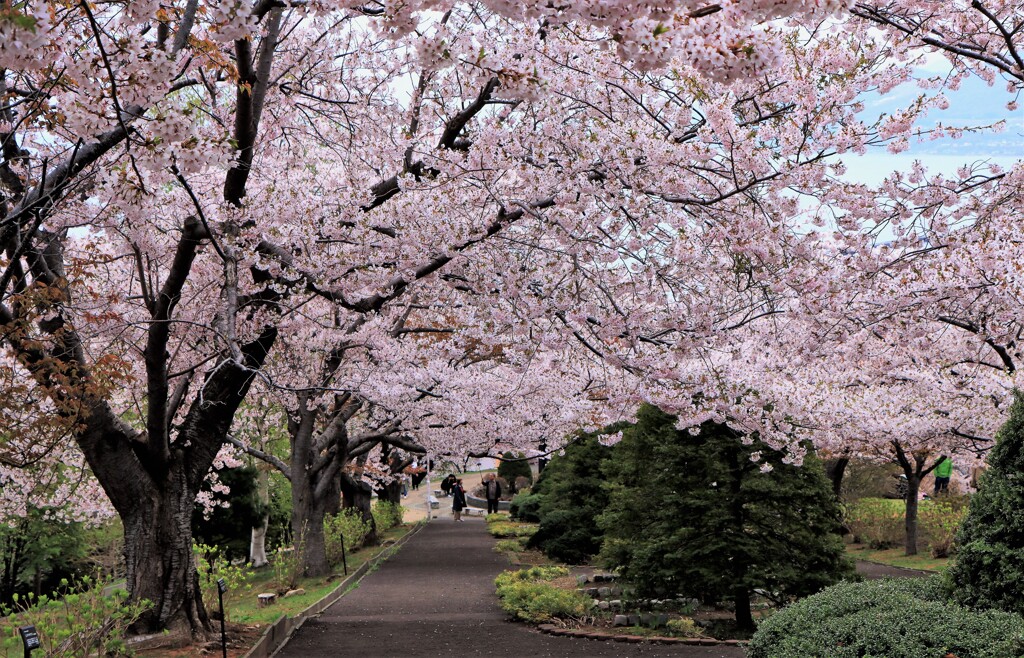 小樽手宮公園の桜