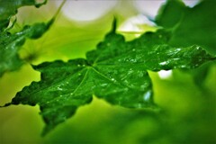雨(新緑のカエデ）