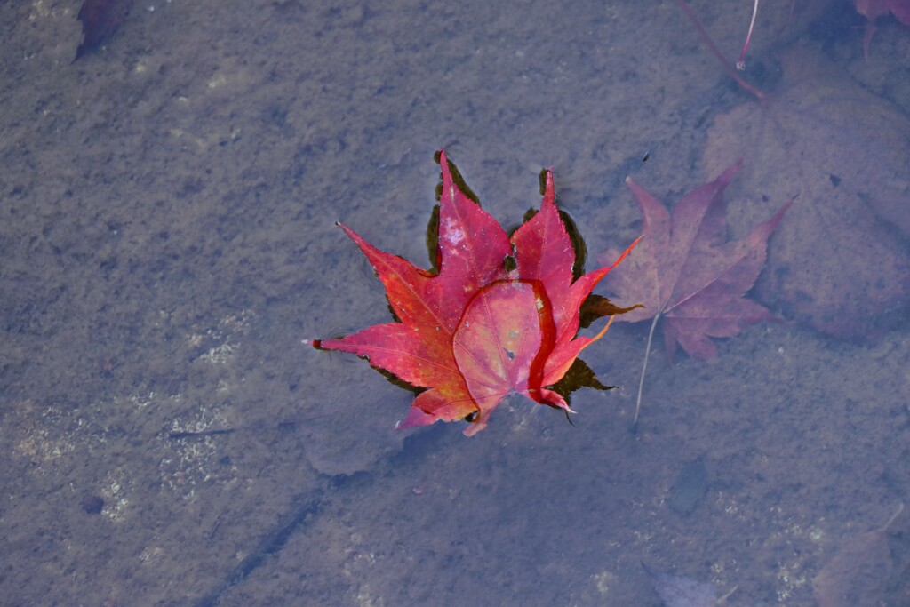 冬が来る前にもう一度あいたい♪