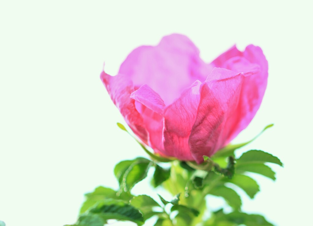 ハマナスの花Ⅱ