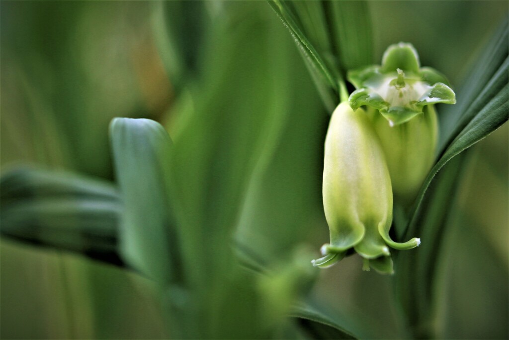 オオアマドコロ