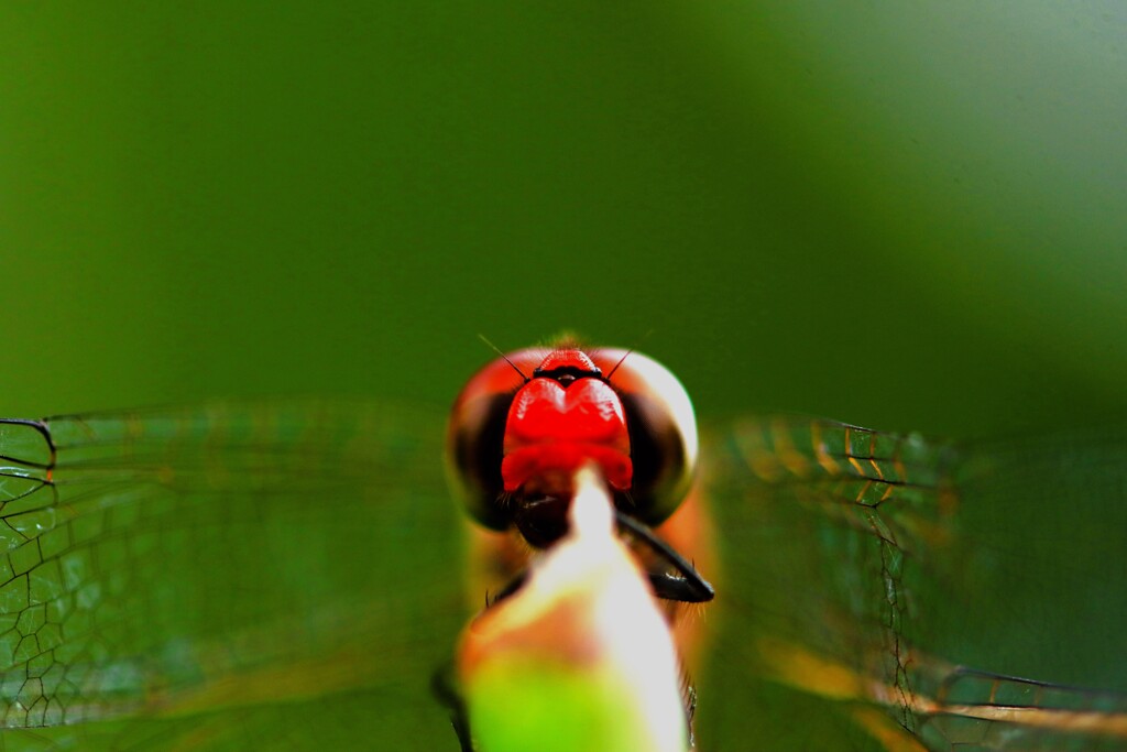 アキアカネ