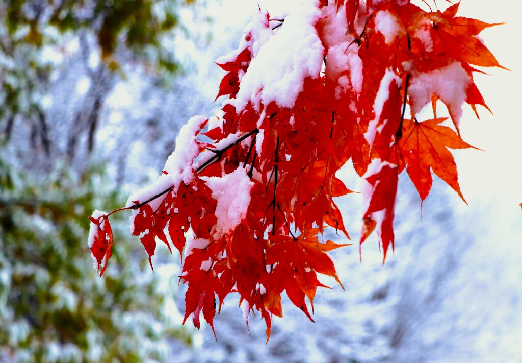 雪がやってきた（カエデ）