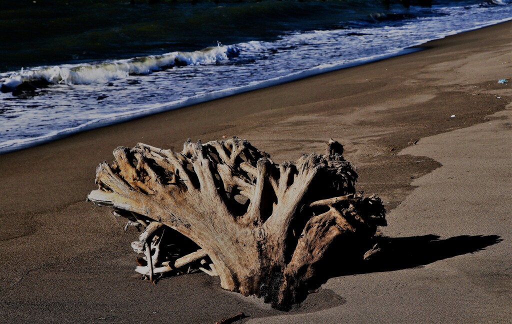 石狩河口の木の根倒木