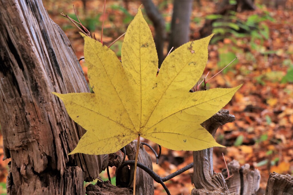 そぞれの秋を♪Ⅲ