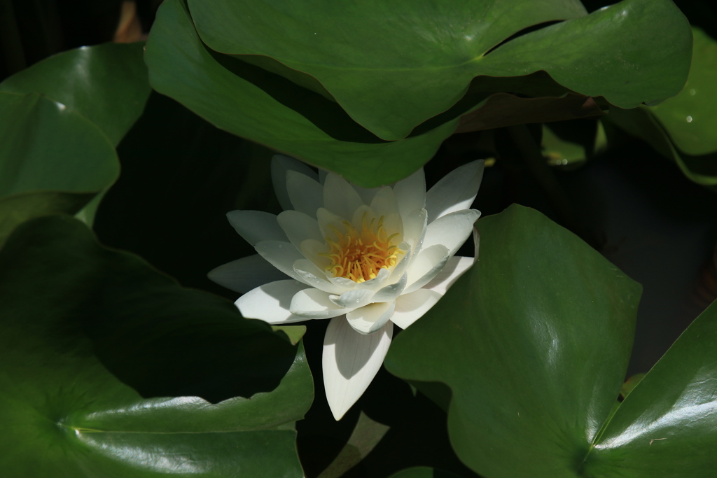 まだ楽しめる睡蓮の花