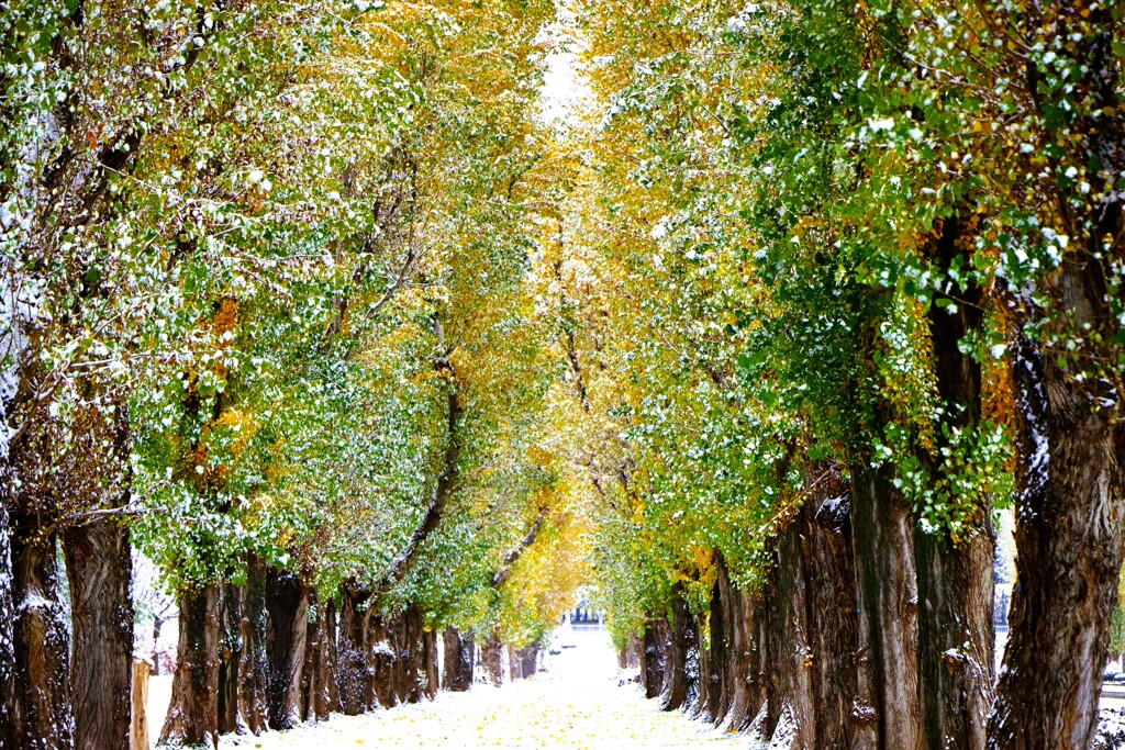 雪がやってきた（ポプラ並木）