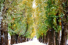 雪がやってきた（ポプラ並木）