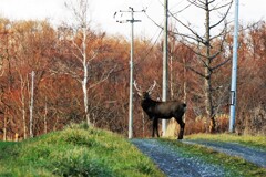 蝦夷鹿（オス）