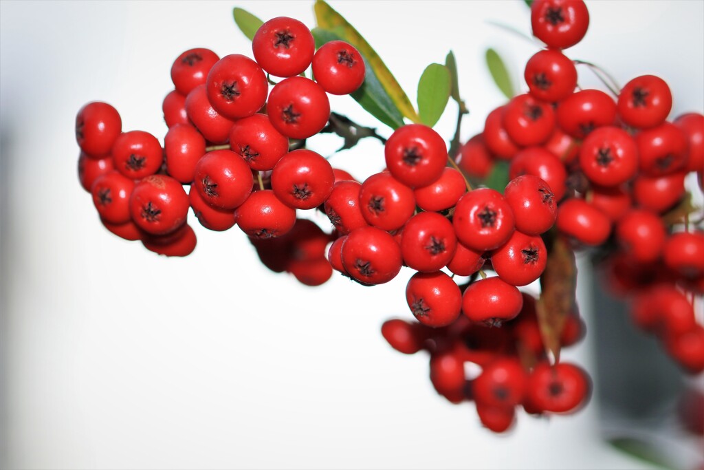 赤い実(ナナカマド）