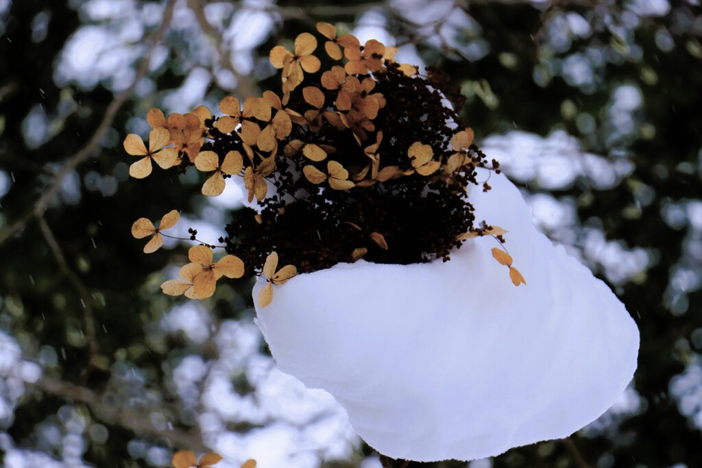 冬の花