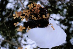 冬の花 冬の花