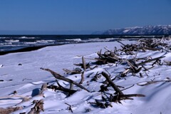 冬の流木墓場