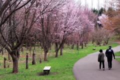 桜Ⅰ