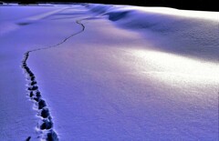 なんの足跡かな？