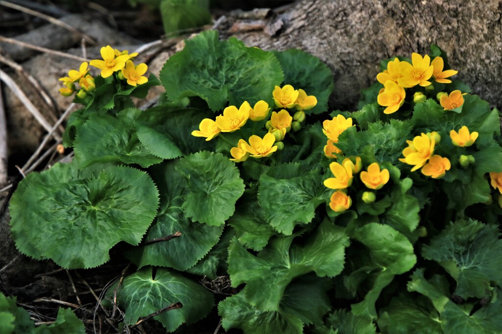 エゾノリュウキンカ（ヤチブキ）