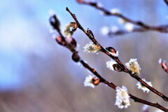 春がやって来る