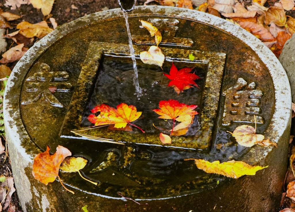 水と落葉
