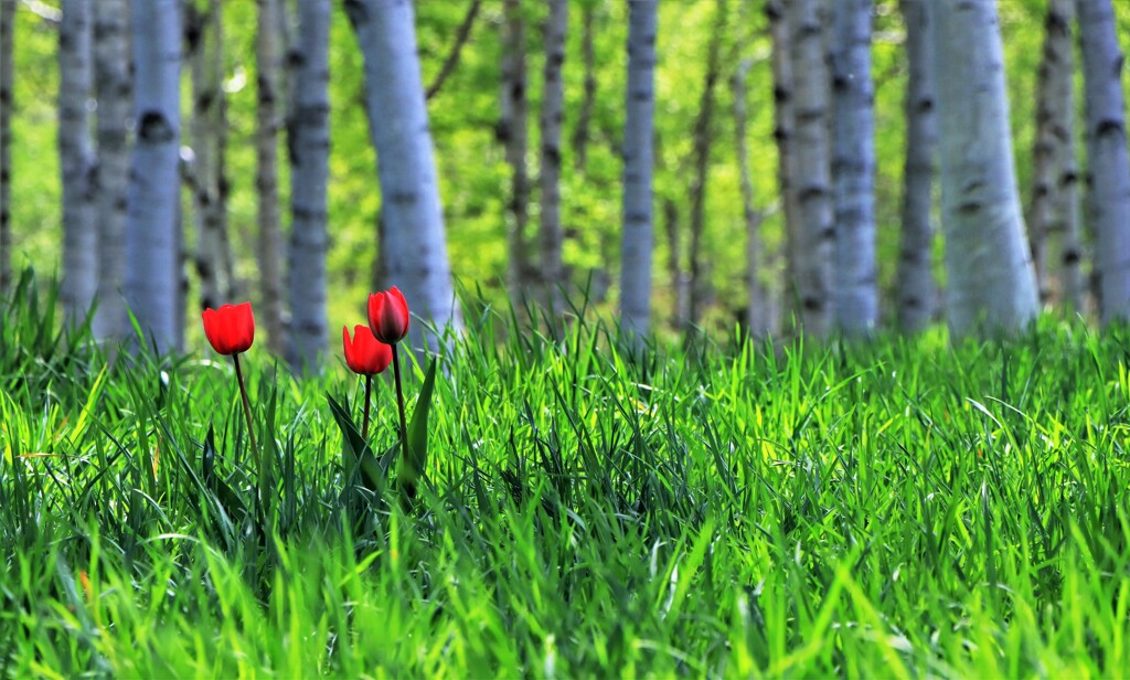 新緑の季節に～