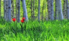 新緑の季節に～