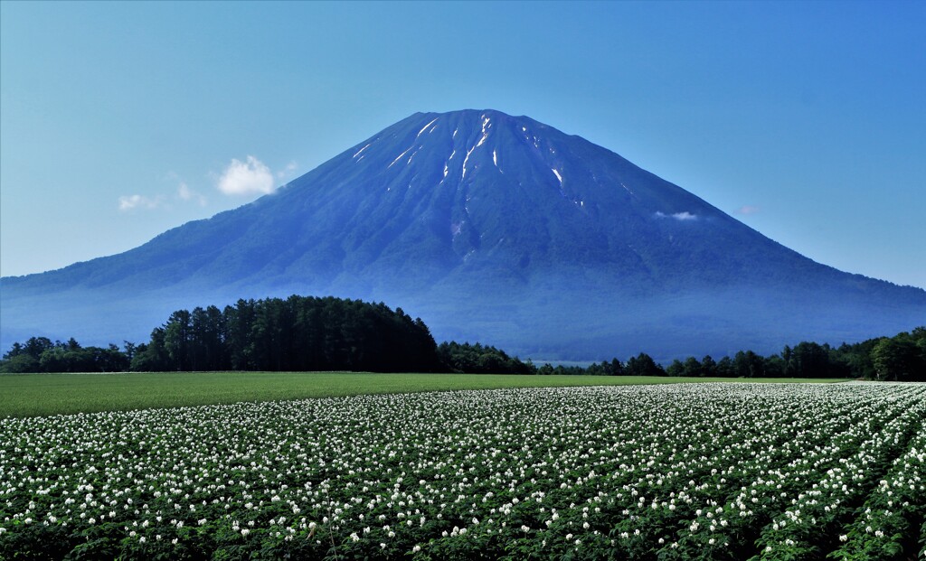 芋畑と羊蹄山