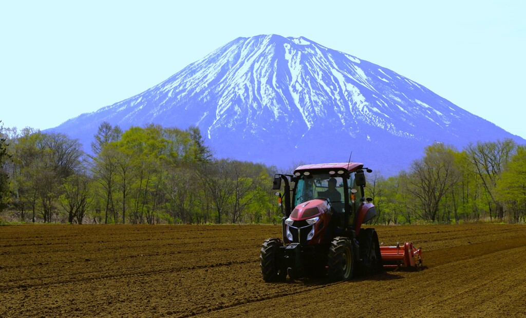 羊蹄山と畑