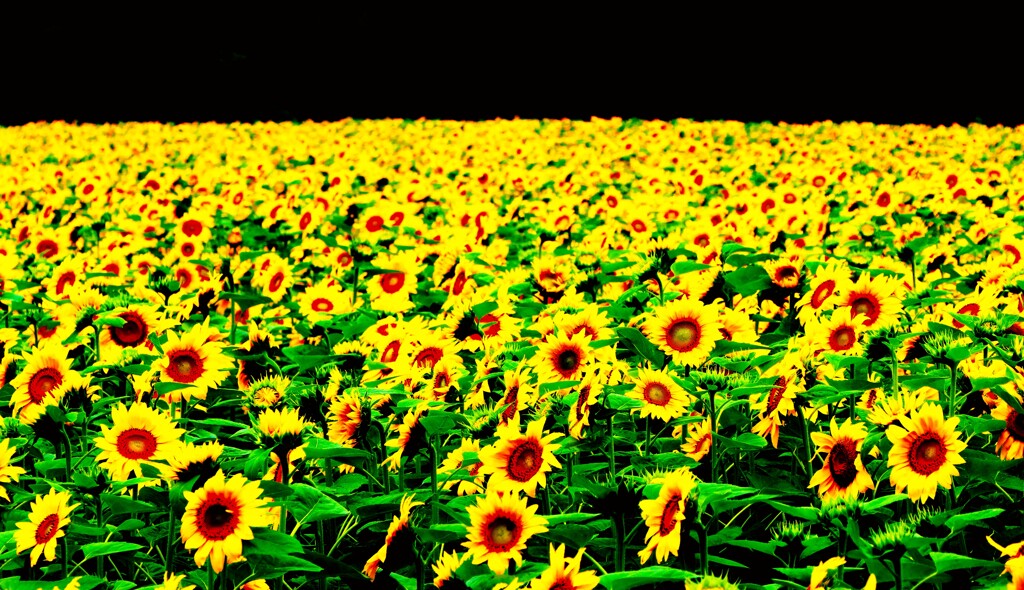 愛のテ－マ－（ひまわり）Ⅰ