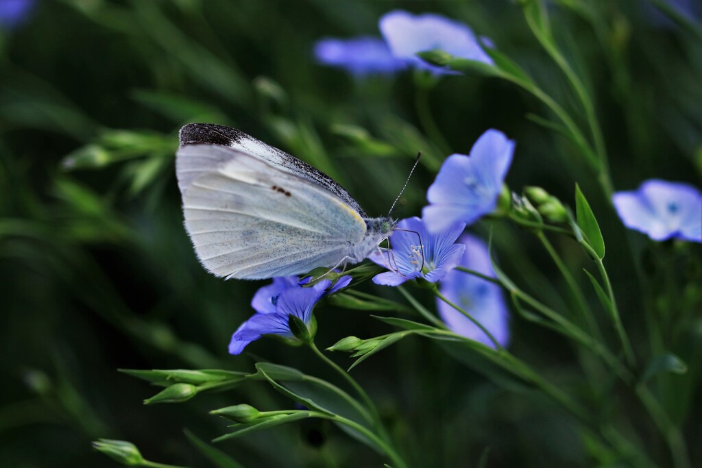 亜麻の花と蝶
