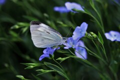 亜麻の花と蝶