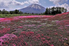 羊蹄山と三島さんちの芝桜。